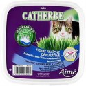 Catherbe A Chat Anifa