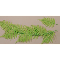 Sachet De 10 Fougeres Vertes