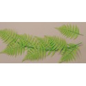 Sachet De 10 Fougeres Vertes