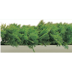 5 Bandes Persil 25Cm