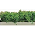 5 Bandes Persil 25Cm