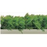 5 Bandes Persil 25Cm